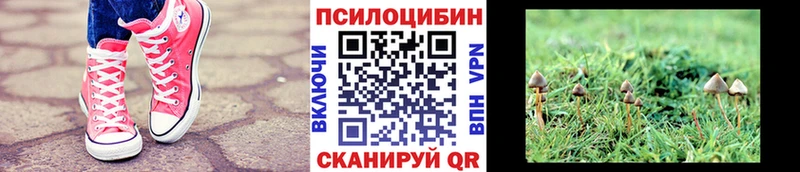 Купить закладки  Апатиты  Псилоцибиновые грибы Psilocybe 